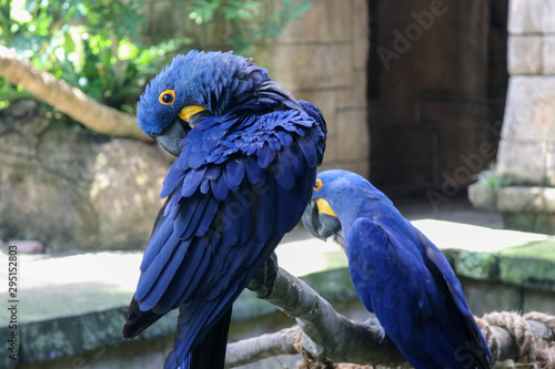 Blue Parrots Hyacinth Macaw birds at Moody Gardens Galvestion Texas