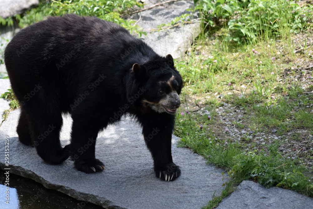 Brillenbär