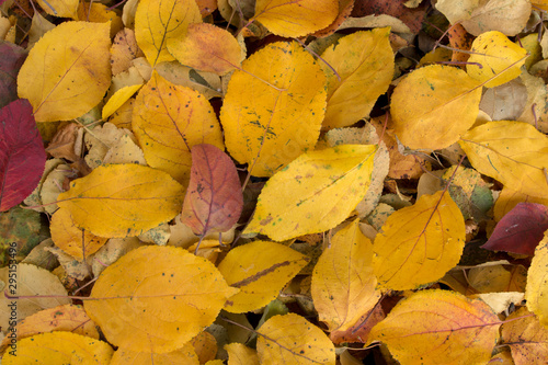 A pile of autumn yellow  brown  orange and red leaves fallen from an apple tree and lying on the ground photographed from above on an autumn fine day.  Natural  organic background.