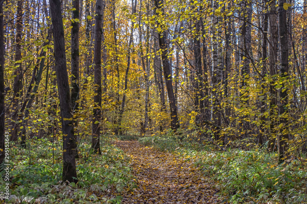 Landscape of autumn, mixed forest in the southeast of the Moscow region Landscape of autumn, mixed forest in the southeast of the Moscow region