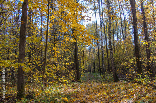 Landscape of autumn  mixed forest in the southeast of the Moscow region