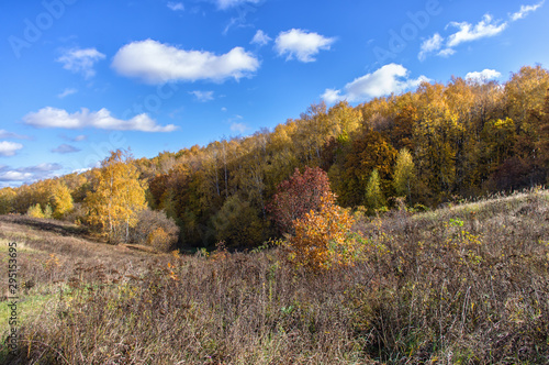 Landscape of autumn, mixed forest in the southeast of the Moscow region. Forest ravine