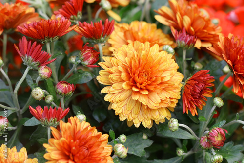 Red orange Korean chrysanthemum. Hardy chrysanthemums. Chrysanthemum koreanum.  Background with blossoming a chrysanthemum