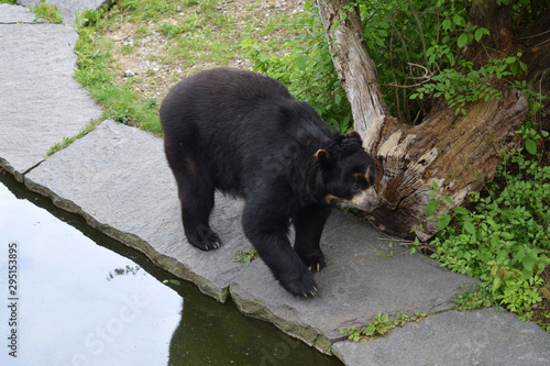 Brillenbär