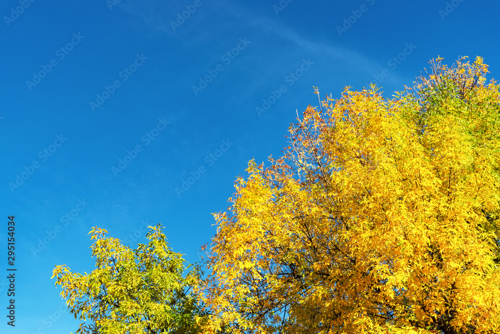 Fototapeta premium Beautiful autumn tree crown with yellow leaves against clear blue sky, natural background, fall concept
