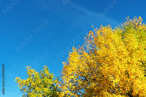 Beautiful autumn tree crown with yellow leaves against clear blue sky, natural background, fall concept