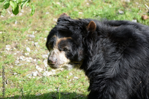 Brillenbär photo