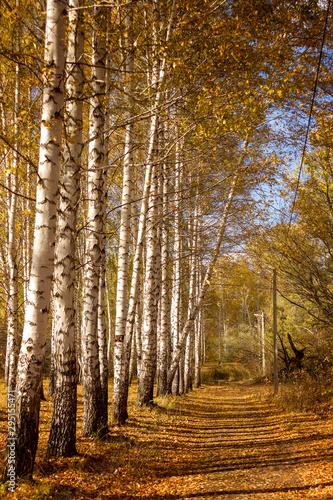 beautiful autumn birch forest with yellow leaves the sun's rays pass through the trees the road right into the distance