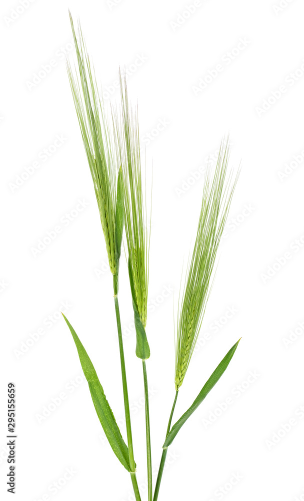 Green ears of barley on a white background Green ears of barley on a white background