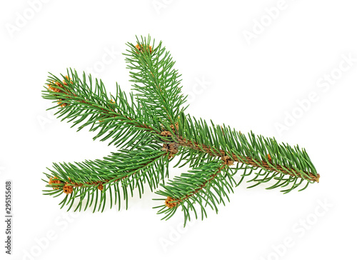 Branch of Christmas tree isolated on white background. Fir tree branch.