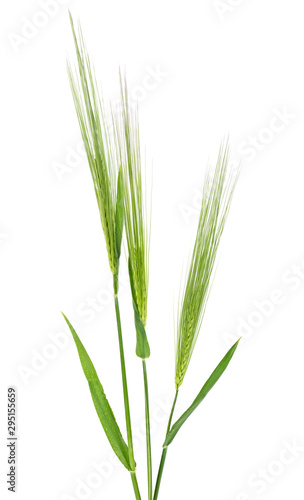 Green ears of barley on a white background