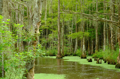 Alligatori del Mississippi
