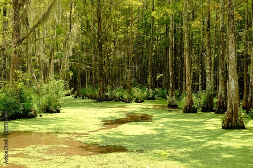 Alligatori del Mississippi