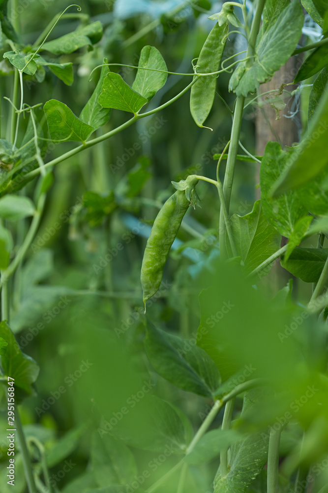 Obraz premium petits pois