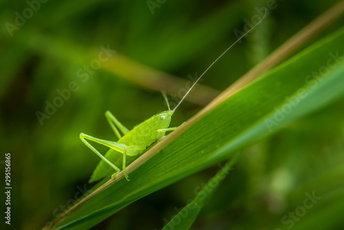 Cute emerald green grasshoper on green grass blade