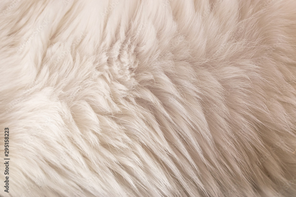 White cat animal fur texture closeup macro White cat animal fur texture closeup macro