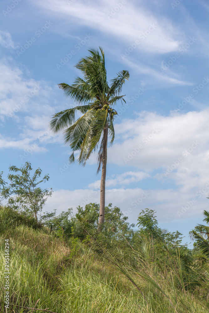Fototapeta premium coconut trees 