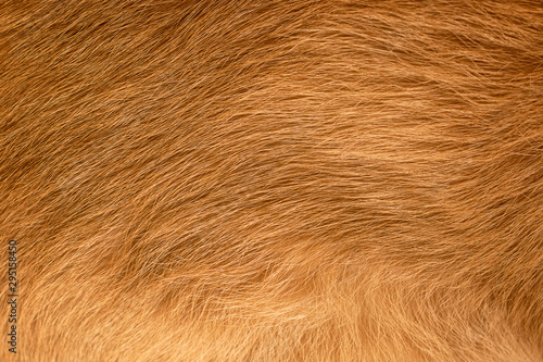 Brown cat animal fur texture closeup macro
