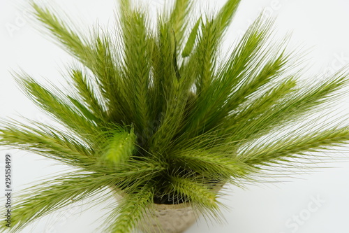 A brunch of green cereals rotating in wooden pot on white background. Green spikes, healthy cereals for breakfast, healthy eating