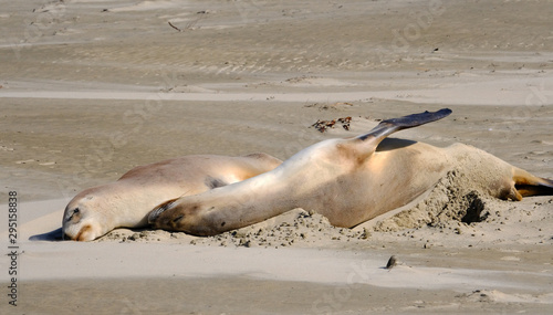 New Zealand female sea lions sleeping, Surat Bay beach, Catlins, New Zealand