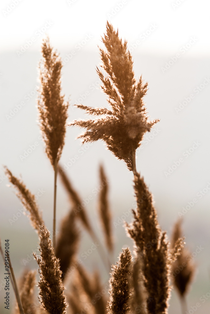 Obraz premium Dry grass on the autumn landscape background