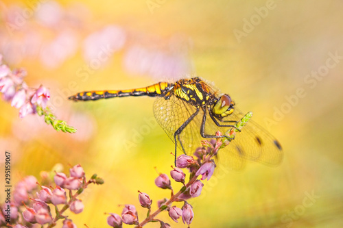 Dragonfly on Heather