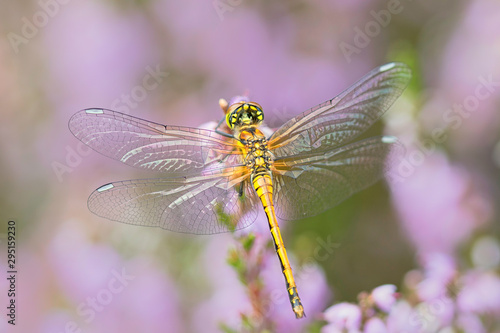 Dragonfly over heather