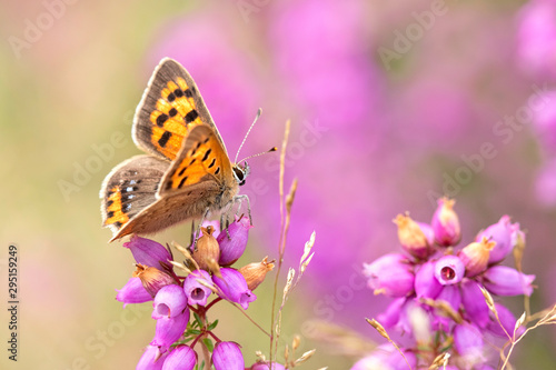 Small Copper Butterfly on Heather