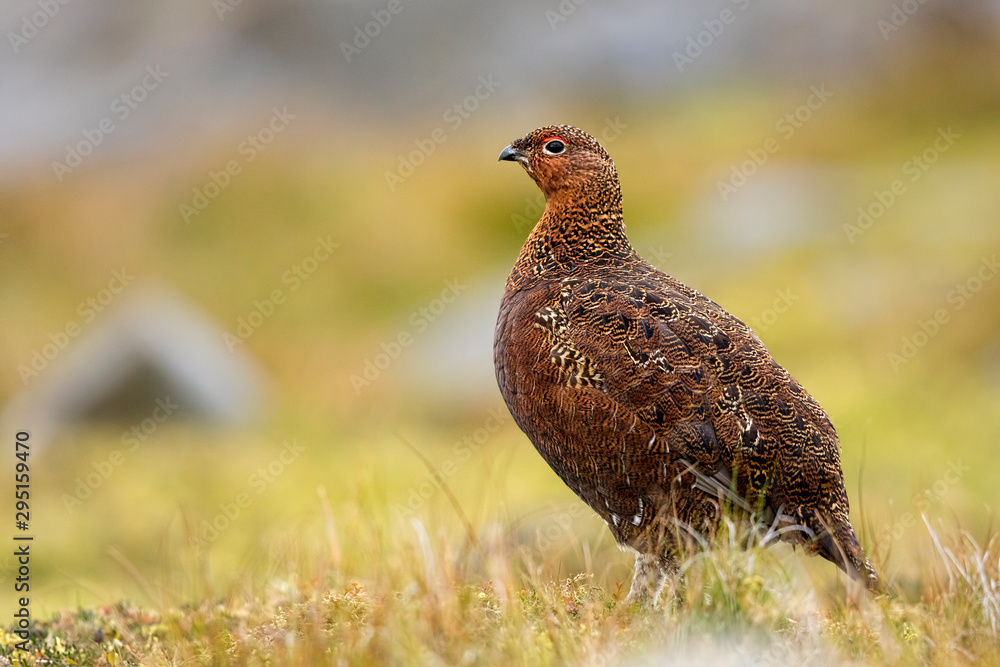 Red Grouse Red Grouse