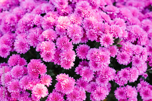 Bouquet of pink chrysanthemums. Annual chrysanthemum background, autumn postcard © Sunshine