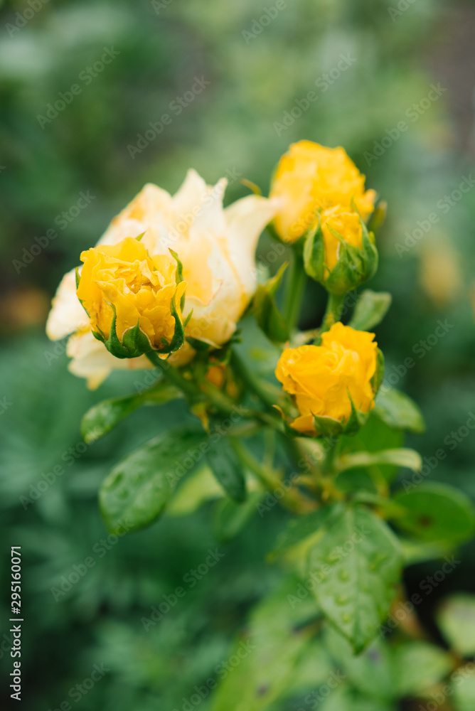 Yellow roses bloom in the garden Yellow roses bloom in the garden