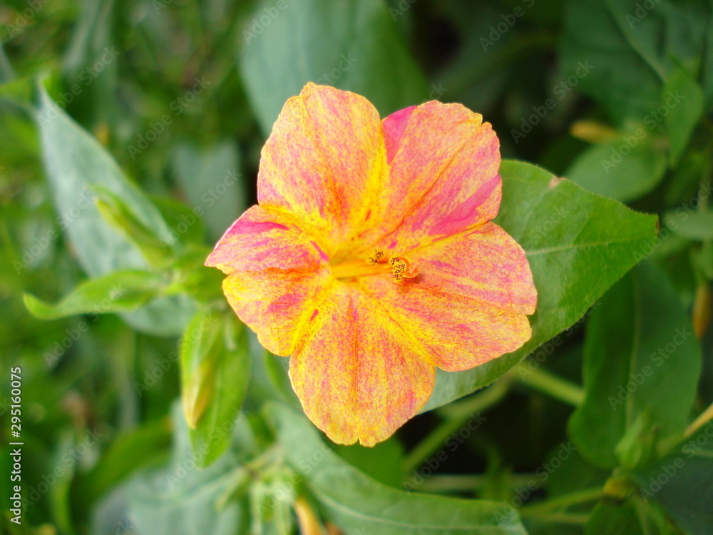 Flower Marvel of Peru, False Jalap, Mirabilis jalapa, don Diego de noche. Flower Marvel of Peru, False Jalap, Mirabilis jalapa, don Diego de noche.