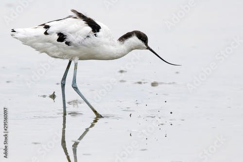 Avocet