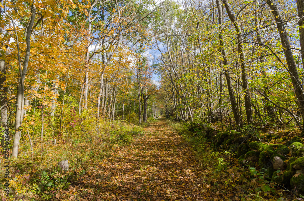 Fototapeta premium Beautiful trail in golden fall colors in a deciduous forest