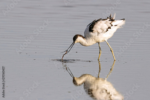 Foto Avocet feeding