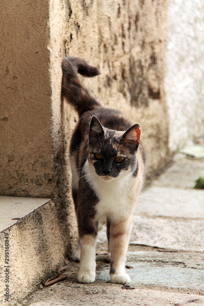 Chat dans un village de Corse, France