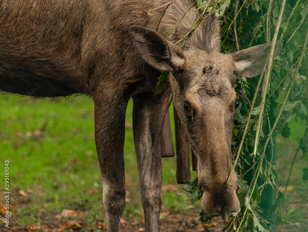 Brown reindeer in green bush and on green grass in autumn day Brown reindeer in green bush and on green grass in autumn day
