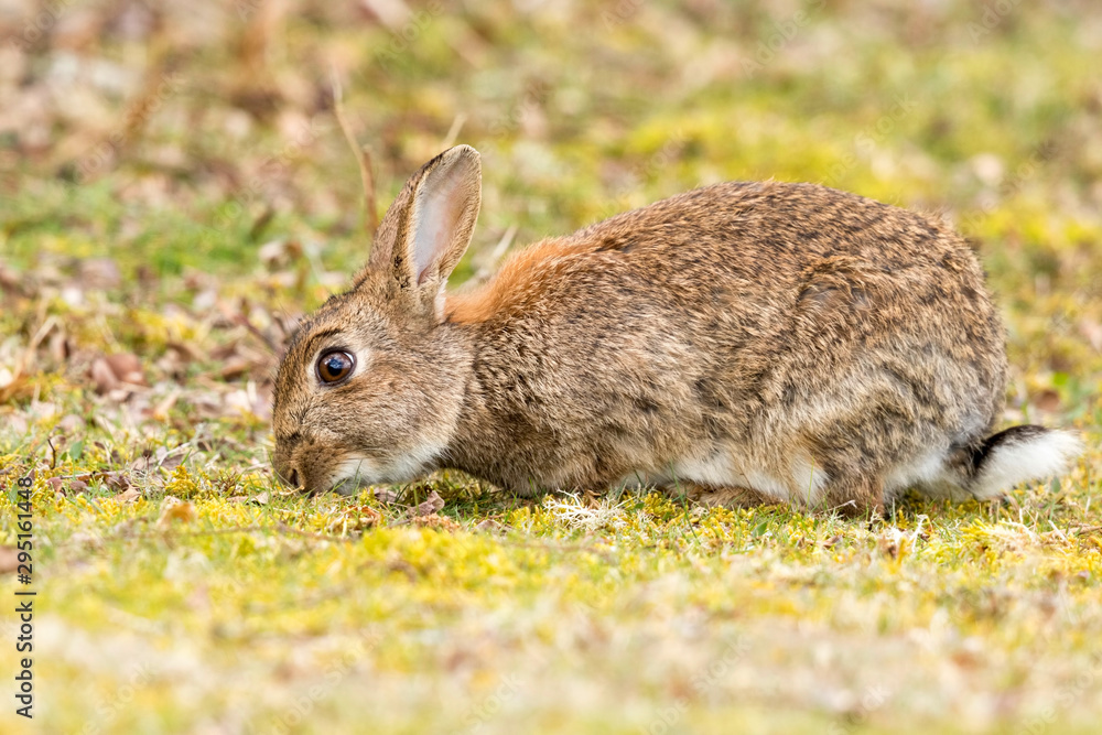 Fototapeta premium rabbit in the grass