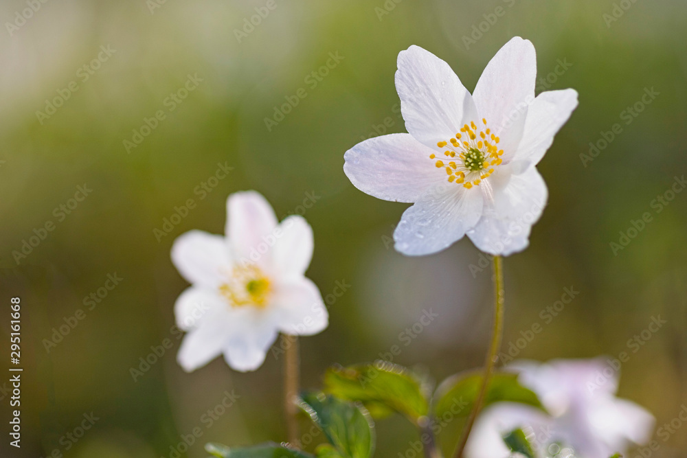 Pair of Anemone nemerosa Pair of Anemone nemerosa