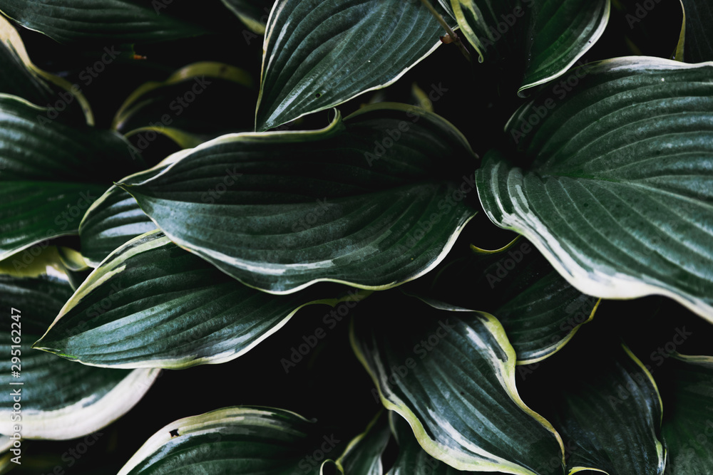 abstract floral background abstract floral background