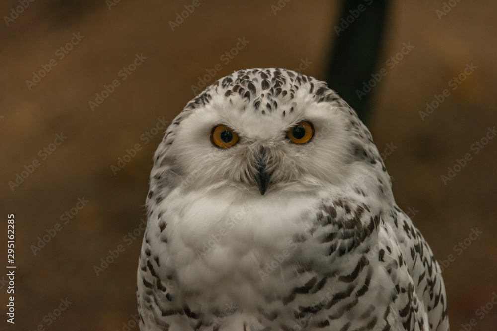 Fototapeta premium White owl with yellow eyes in autumn cloudy day in Germany
