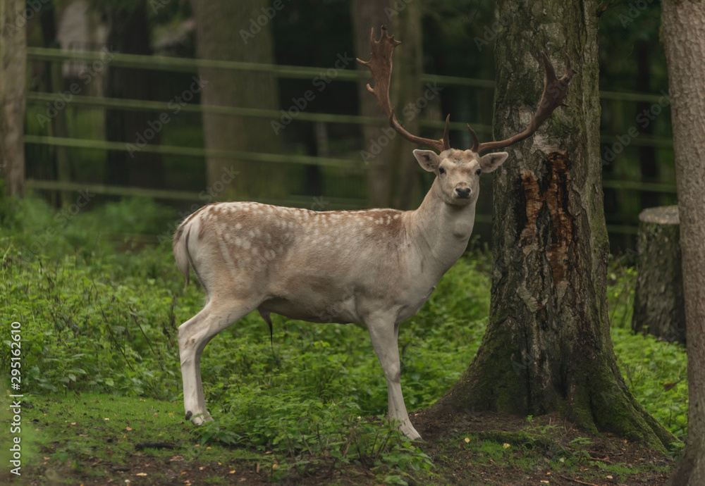 Male of fallow deer in autumn forest and on green grass Male of fallow deer in autumn forest and on green grass