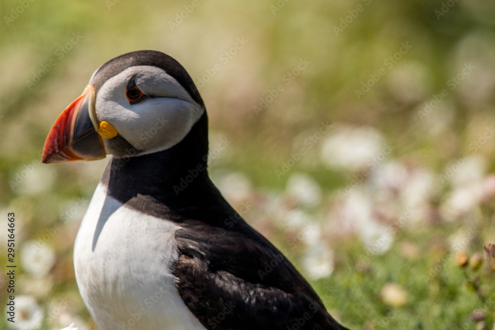 Naklejka premium atlantic puffin
