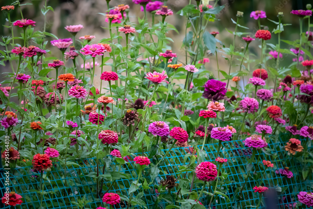 Fototapeta premium Beautiful flowers magenta pink orange green fall autumn October garden