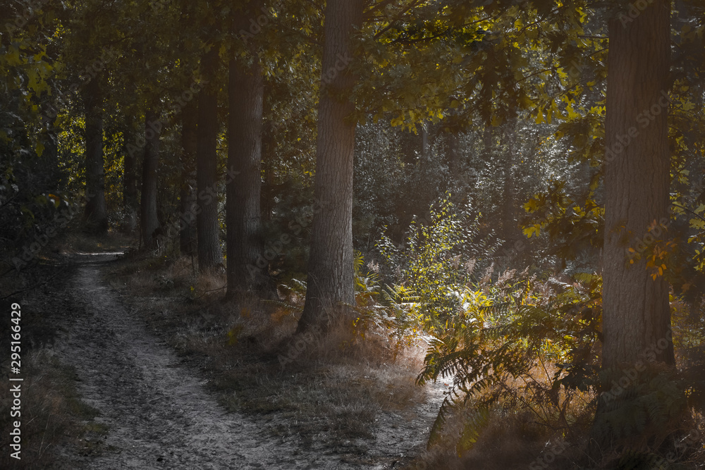 Forest Forest