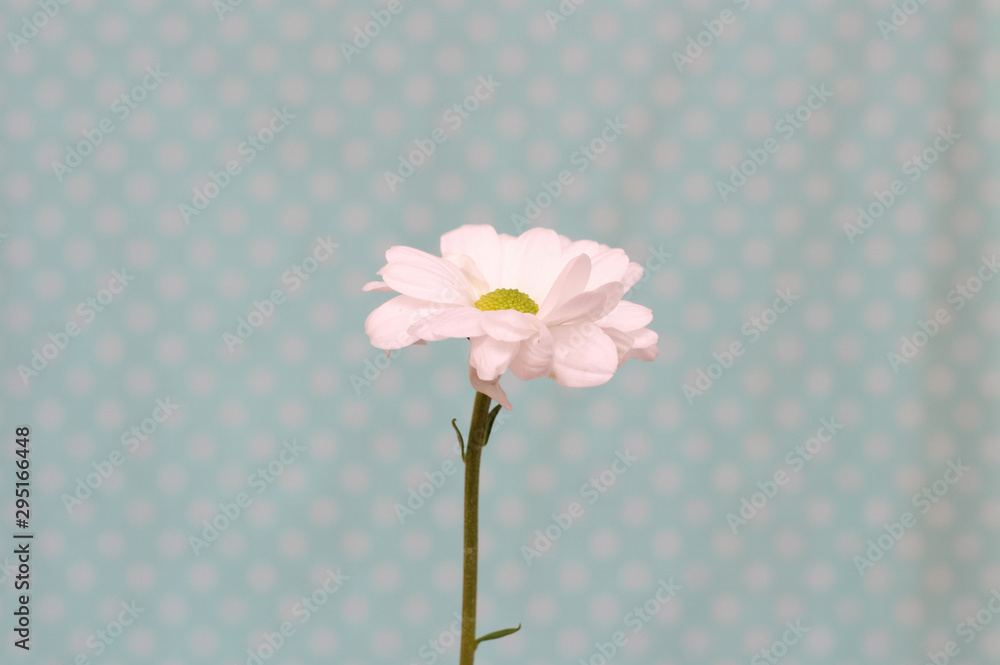 lonely chrysanthemum flower isolated on polka dot background