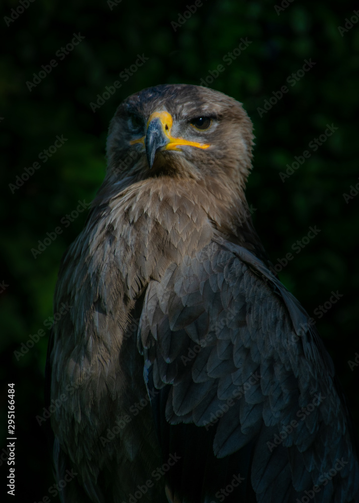 portrait of an eagle portrait of an eagle