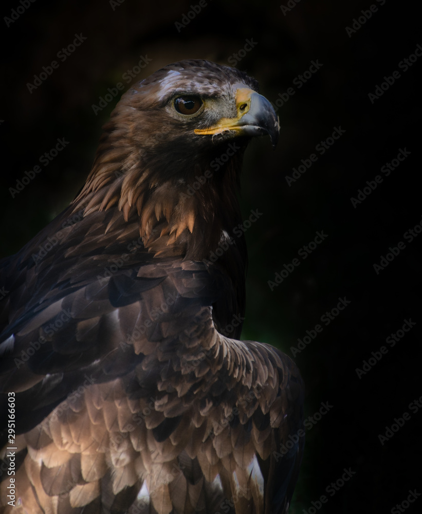 Fototapeta premium portrait of an eagle