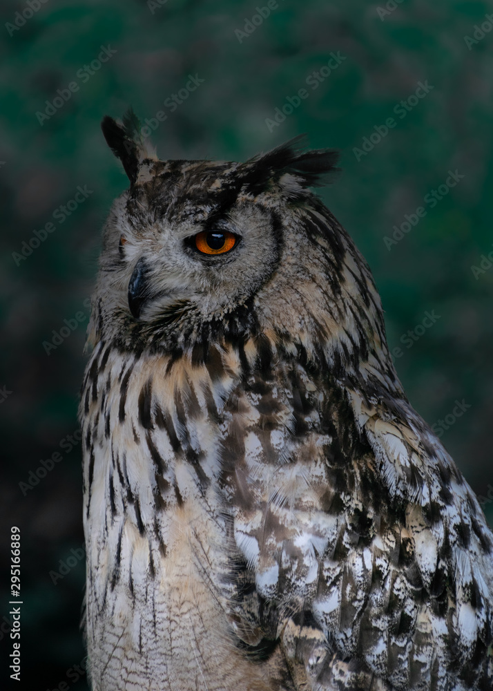 portrait of an owl portrait of an owl