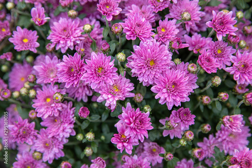 Light violet chrysanthemum flowers close up. Floral background.